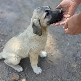 Opal - Fawn female Kangal puppy in Bonanza, Oregon from VSH Kangal Dogs & Central Asian Shepards/Alabai