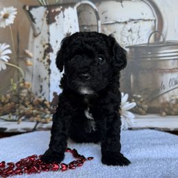 Scooby - Black male Poodle puppy in Corbin, Kentucky from Lightning K Kanine’s