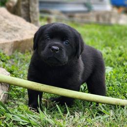 Girl 2-Yellow - Black female Labrador Retriever puppy in Saunemin, Illinois from Shooting Star Labs