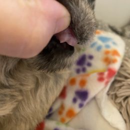 Schnoodle Puppies from Noodle Tings Puppies