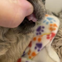 Schnoodle Puppies from Noodle Tings Puppies