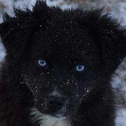 Cassy - Australian Shepherd