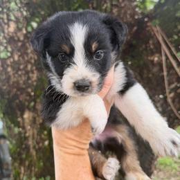Boy 4 - Black tri-color male Australian Shepherd puppy in Lakeland, Florida from Infinite Aussies