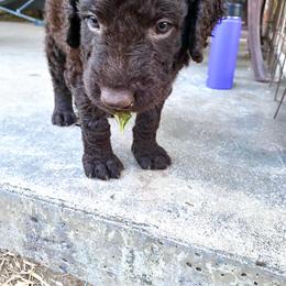 Curly-Coated Retriever Puppies from Betacoil Curly Coated Retrievers