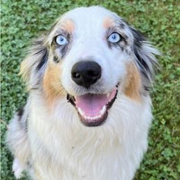 Aussiedoodles and Australian Shepherds from Creek Side Aussies & Doodles