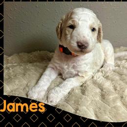 James - Parti male Goldendoodle puppy in Pasadena, Texas from Toledo Creek Doodles