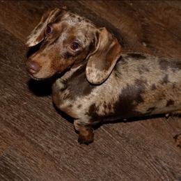 Winney - Dachshund
