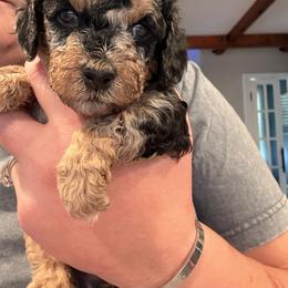 Cockapoo and Goldendoodle Puppies from Jax Doodles