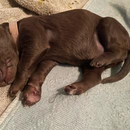 Pink collar - Chocolate female Goldendoodle puppy in Las Vegas, Nevada from Doodles by Design