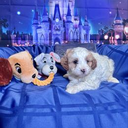 Tramp (brown collar) - Blenheim male Cavapoo puppy in Modesto, California from Molly n Friends