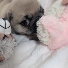 Walter - Fawn male Pug puppy in Vancouver, Washington from Swift Pugs