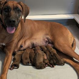 Rhodesian Ridgeback puppies from Mutare Ridgebacks