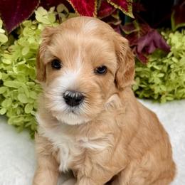 Cora - Apricot female Australian Labradoodle puppy in Mount Gilead, North Carolina from Tillery Labradoodles