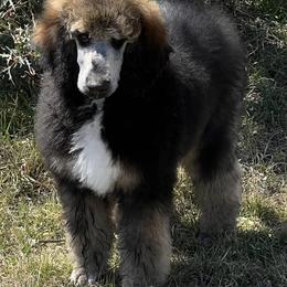 Poodles from Karing Hands Poodles