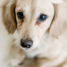 Dachshunds from English Cream Dachshunds