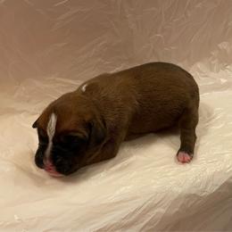 Kelsea Ballerini - Fawn female Boxer puppy in Willard, North Carolina from Boone’s Boxers of North Carolina
