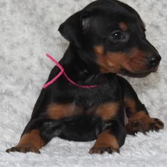 Tessarion - 5350 - Black and rust female Beauceron puppy in Rockwall, Texas from Elitehaus