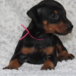 Tessarion - 5350 - Black and rust female Beauceron puppy in Rockwall, Texas from Elitehaus