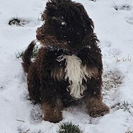 Bernedoodle Puppies from Doting Doodles