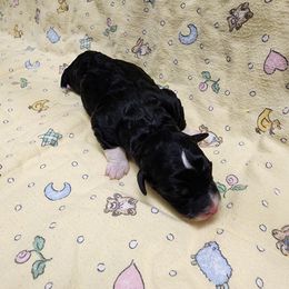 Bernedoodle and Goldendoodle Puppies from Doni Doodles