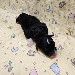 Bernedoodle and Goldendoodle Puppies from Doni Doodles