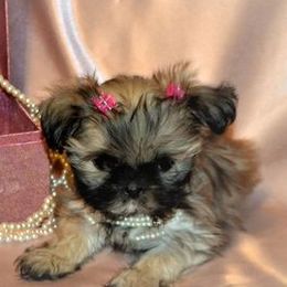 Yorkshire Terriers from Christine's Yorkies