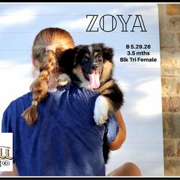 Zoya - Black tri female Miniature Australian Shepherd puppy in Madisonville, Texas from Flying LL Aussies