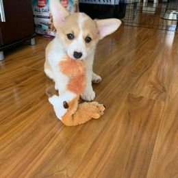 Pembroke Welsh Corgi Puppies from Heulyn Corgis