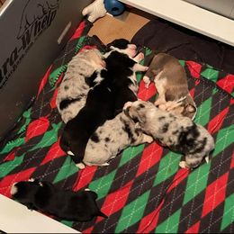 American Corgi Puppies from Mahala Henry