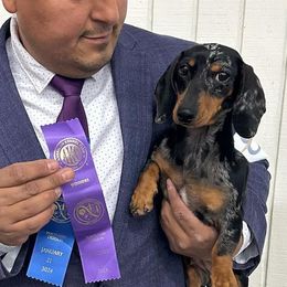 Dachshunds from Wooofyland Kennel