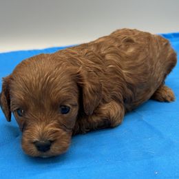 Tatum - Brown male Cavapoo puppy in Burke, New York from Patti’s Puppies