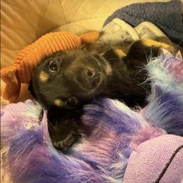 Dachshund Puppies from Libby’s Legacy Doxies LLC