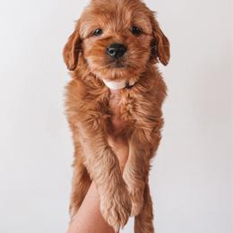 Maple (Cream) - Red  female Goldendoodle puppy in Beaverton, Oregon from Henry Elliots