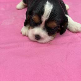 Mindy - Tri-color female Cavalier King Charles Spaniel puppy in Burke, New York from Patti’s Puppies