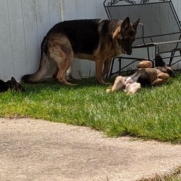 German Shepherd puppies from Aljan v. Pashen Kennels