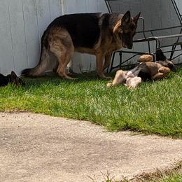German Shepherd puppies from Aljan v. Pashen Kennels