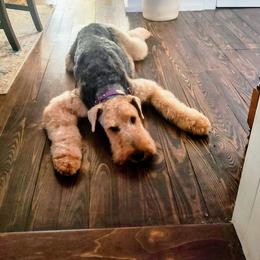 Charlotte - Airedale Terrier