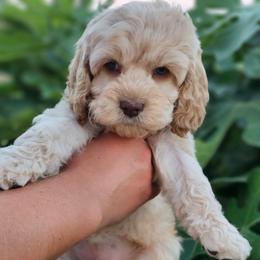 Mabel - Cream female Cockapoo puppy in Indiahoma, Oklahoma from Phamily Doodles