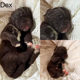 Dex - White and brown male Newfoundland puppy in Goodhue, Minnesota from Claypits Newfoundlands