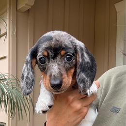 Doug - Dapple male Dachshund puppy in Moreno Valley, California from rdachshunds