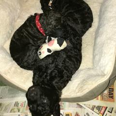 Irish Water Spaniel Puppies from Ballyhoo