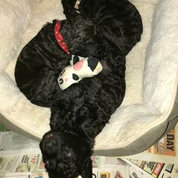 Irish Water Spaniel Puppies from Ballyhoo