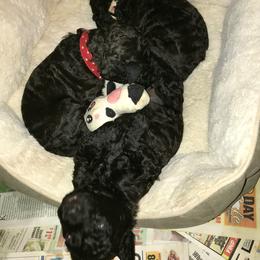 Irish Water Spaniel Puppies from Ballyhoo