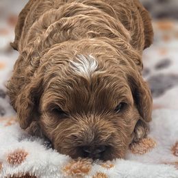 Truffles - Red male Cavapoo puppy in Glendale, Arizona from Cool Cavapoos