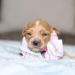 Madeline - Apricot female Australian Labradoodle puppy in Calhoun, Louisiana from Arrowhead Australian Labradoodles