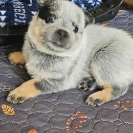 Diamond - Blue speckled female Australian Cattle Dog puppy in Cora, Wyoming from Lyla Hinman's Australian Cattle Dogs
