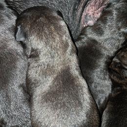 Boy 4 - Black male Cane Corso puppy in Clarksburg, West Virginia from West By God Virginia Cane Corso
