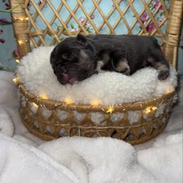 Boy 1 - Tricolors male French Bulldog puppy in Minco, Oklahoma from Findley’s Furbabies