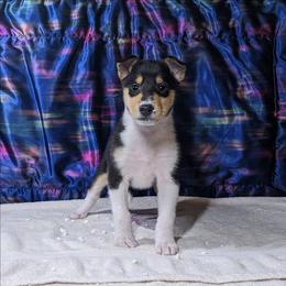 Cascade - Black white and tan female Collie puppy in Dickson, Tennessee from Ceilidh Collies
