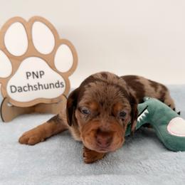 Yesy - Dapple male Dachshund puppy in Ben Wheeler, Texas from P&P Dachshunds